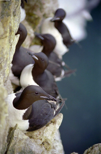 �� �������